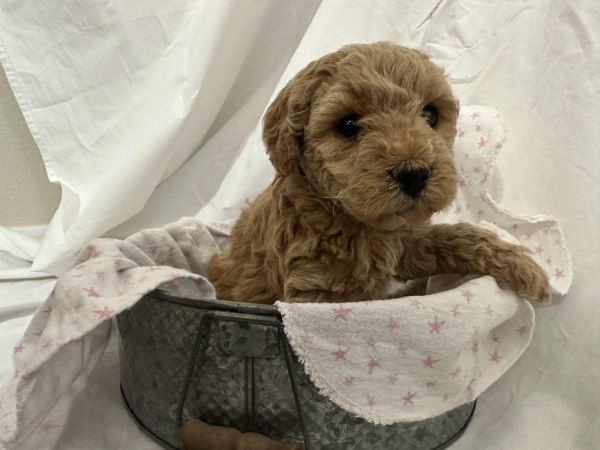 Cavapoo Puppy