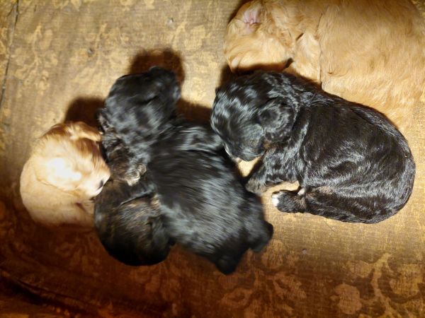 Cavapoo puppies