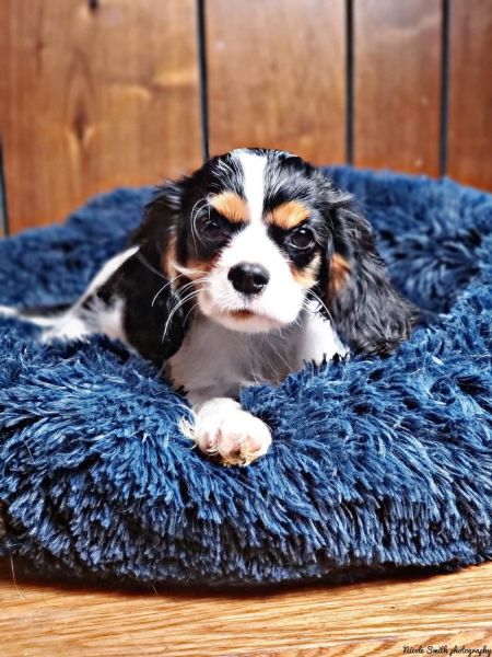 Cavalier King Charles