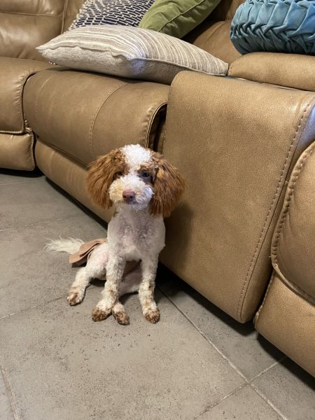 Adorable Cavapoo Puppy