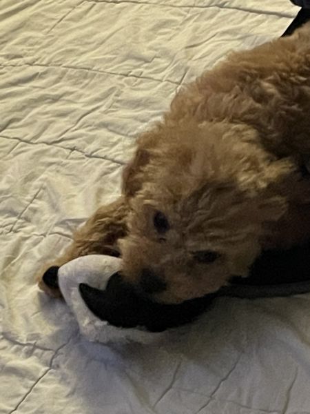 Cavapoo female puppy