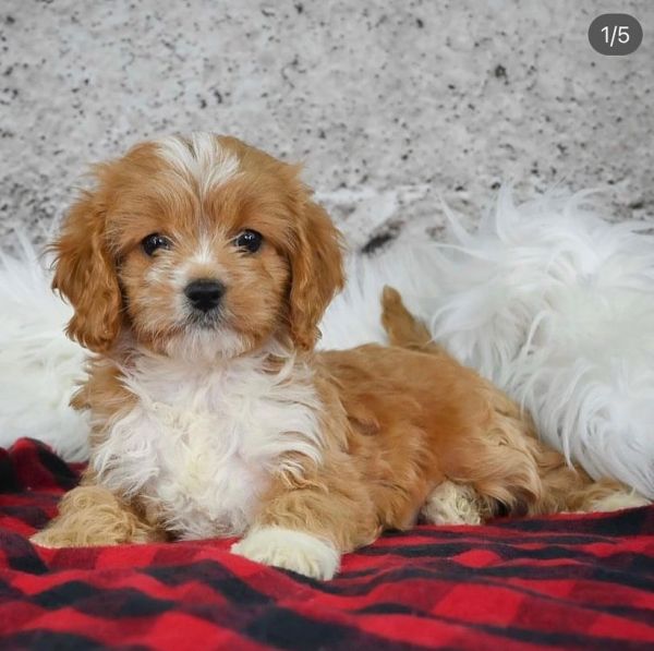 Beautiful Cavapoo Puppies For Sale