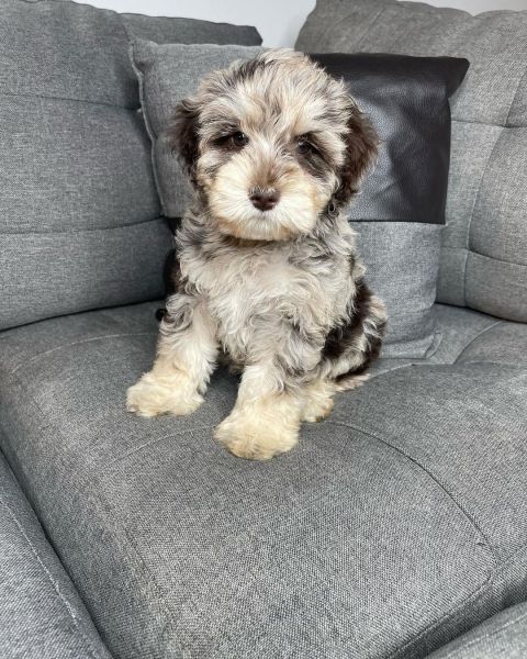 cute Cavapoo Puppy For Sale