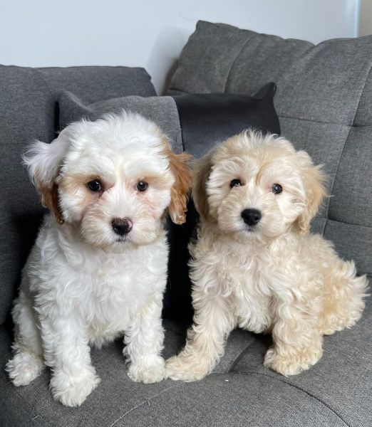 Pair Of Cavapoo Puppies For Sale