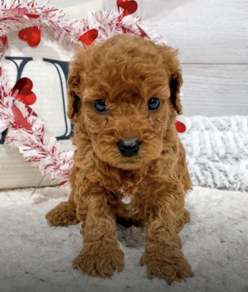 Petite Cavapoo