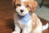 Male and female Cavapoo puppies for pet lovers.