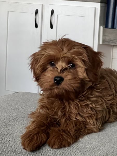 Cavapoo 4 months