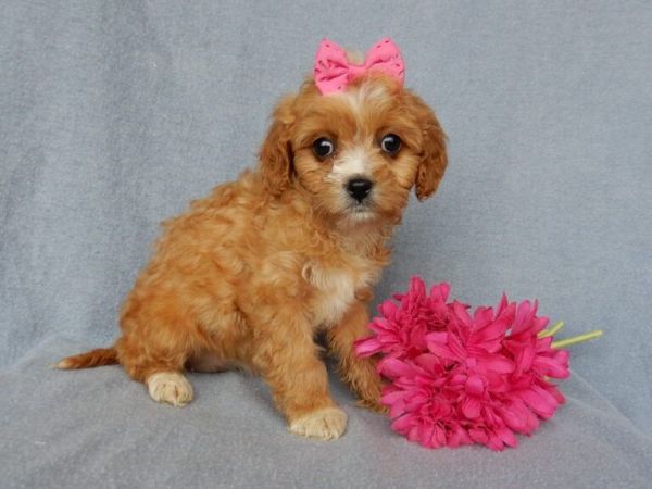 13 week cavapoofemale
