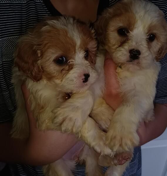 nice cavapoo babies now ready