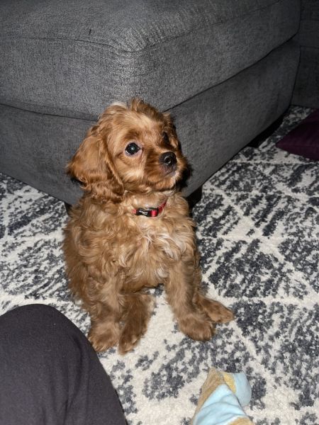12 week old Cavapoo