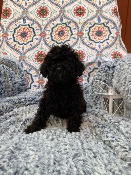 Poly from Cross-Country Cavapoos