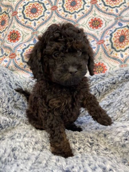 Roly from Cross-Country Cavapoos