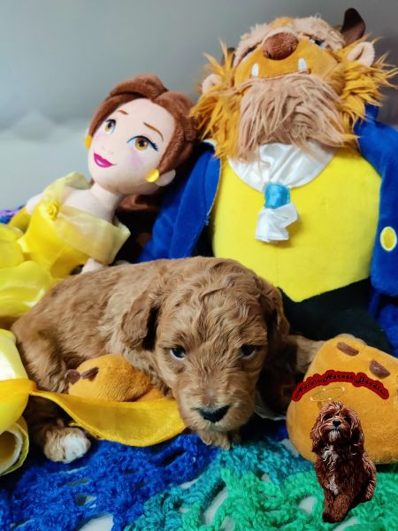 Golden Cavapoo Available for Adoption Today!