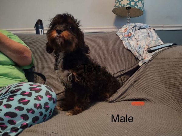 Cavapoo puppies