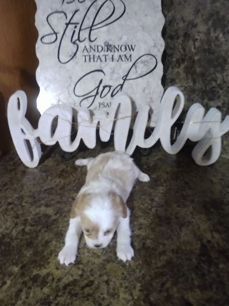 For sale Vera cavapoo