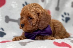 cavapoo puppy for sale