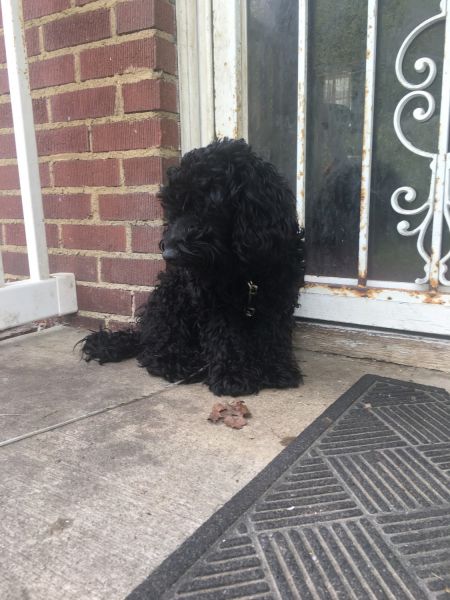 All black cavapoo