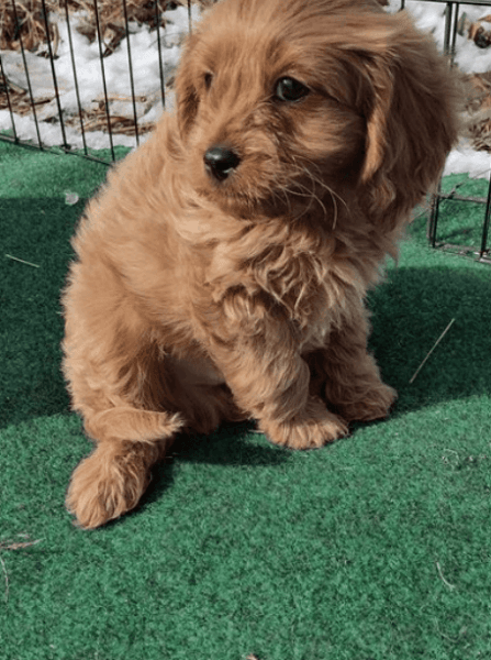 Male Cavapoo pup