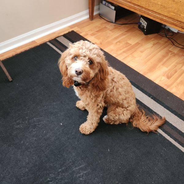 Looking for loving home