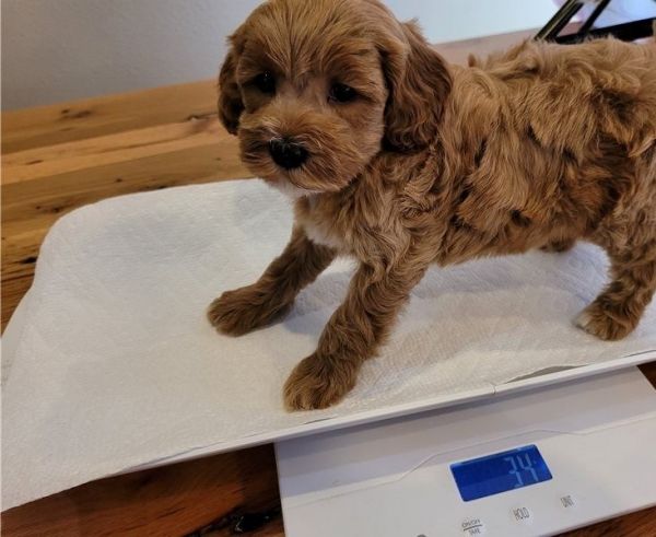 Amazing Cavapoo Puppies