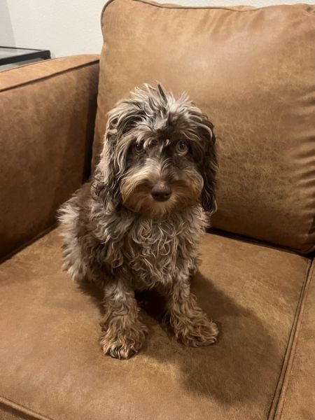 Blue Merle Cavapoo