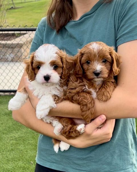 Cavapoo Puppies