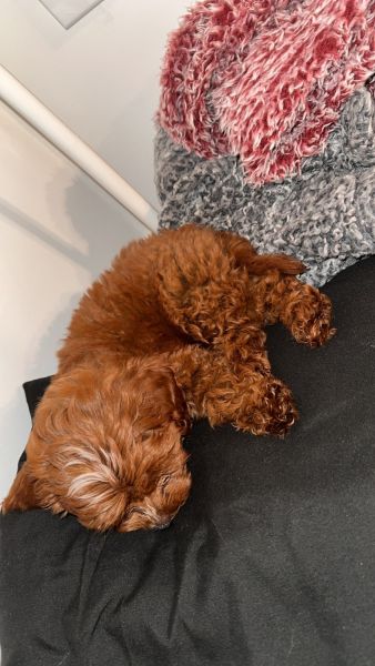 Cavapoo for sell