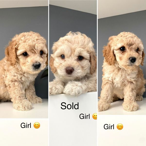 Cavapoo puppies