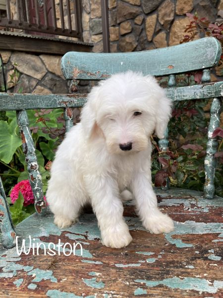 F1B Cavapoo puppy *Winston*