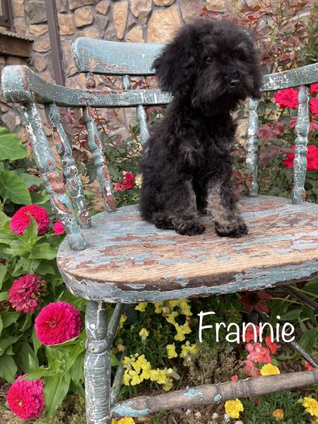 Toy Cavapoo Puppy *Frannie*