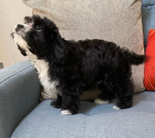 CHARLOTTE'S MINI CAVAPOO PUPPIES