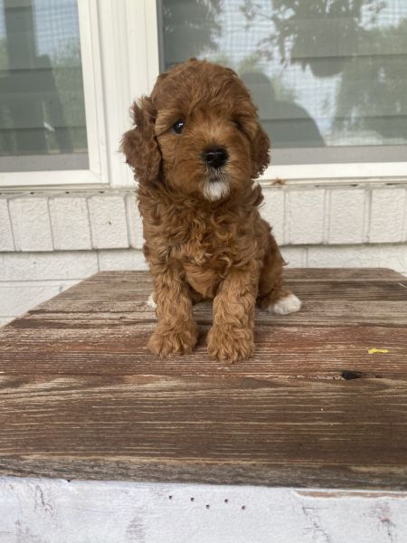 Cavapoo for sale