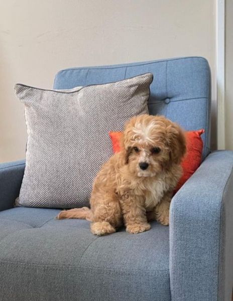CHARLOTTE'S MINIATURE CAVAPOO PUPPIES