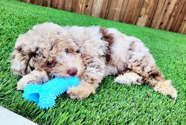 Yoshii the Perfect CavaPoo