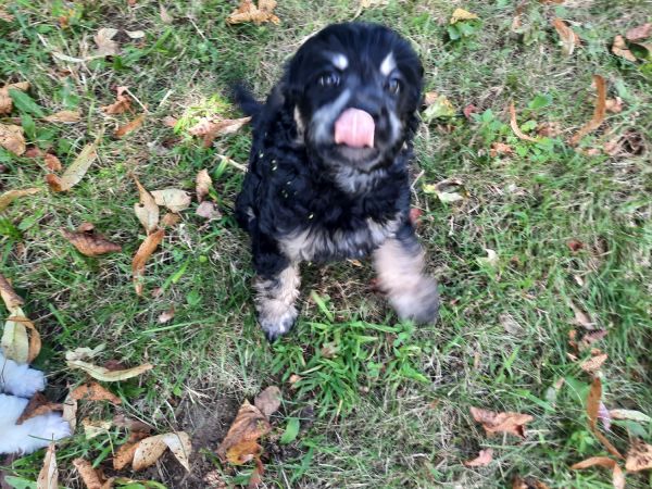 Cavapoo for sale