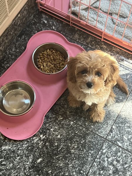 Cavapoo for Sale in RI