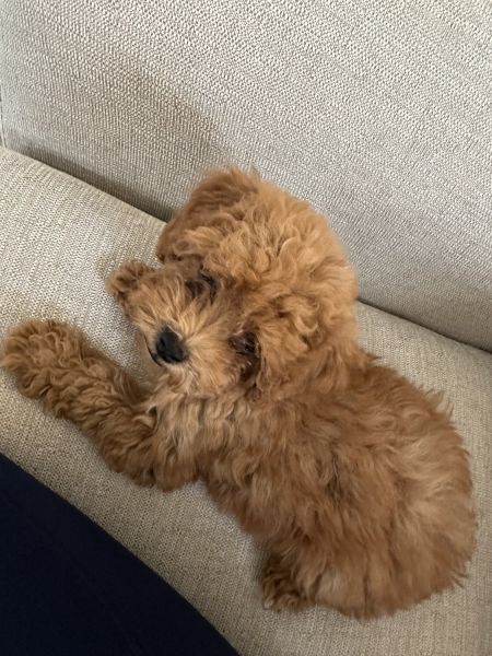 Adorable 9 week cavapoo