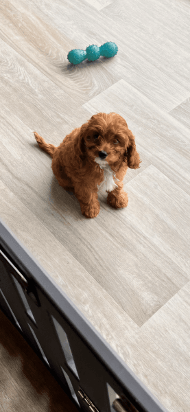 10wk old Male Cavapoo