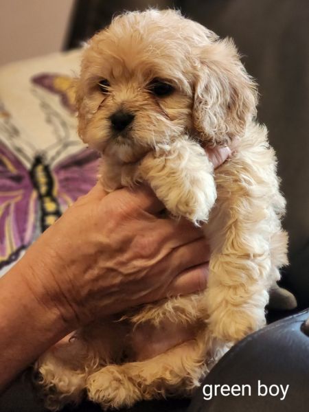 Cavapoo babies ready 10.11.23