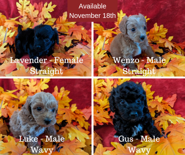 Cavapoos Puppies