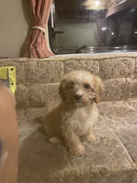 Beautiful male puppies