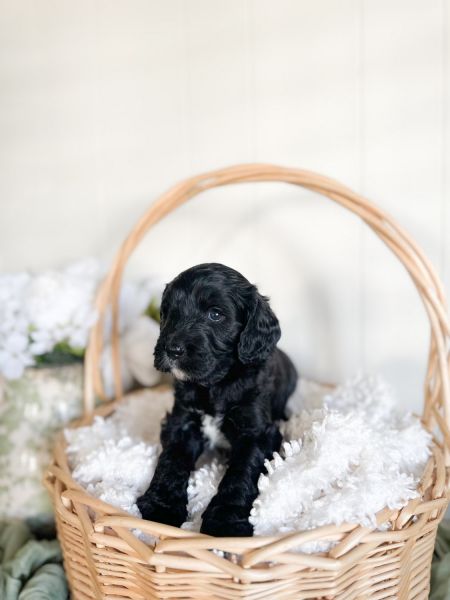 Cavapoo Puppies