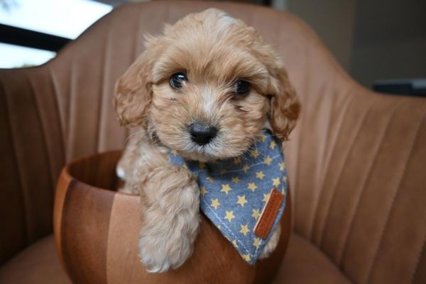 Cavoodle - SALE