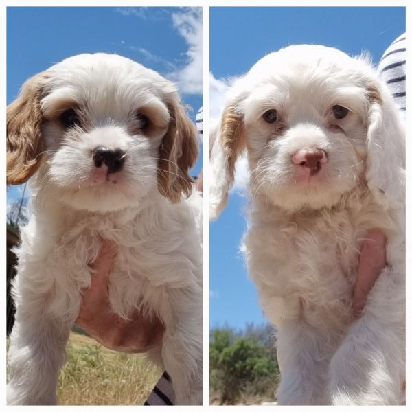 2nd generation female cavoodles (ono)