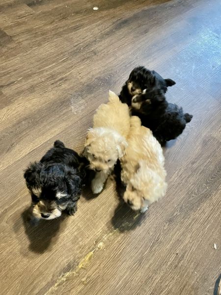 Cav/poodle pups