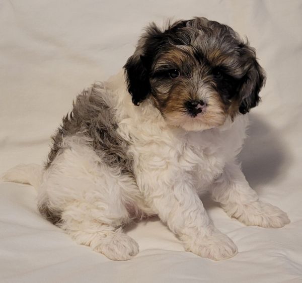 Cavapoo puppy