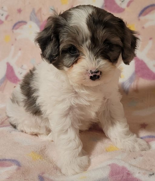 Cavapoo puppy
