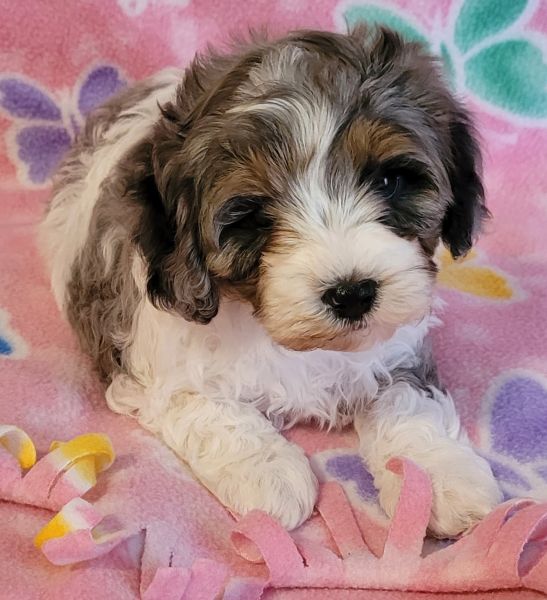 Cavapoo puppy