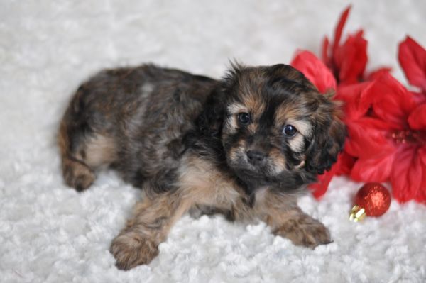 Holly Cavapoo Puppy!