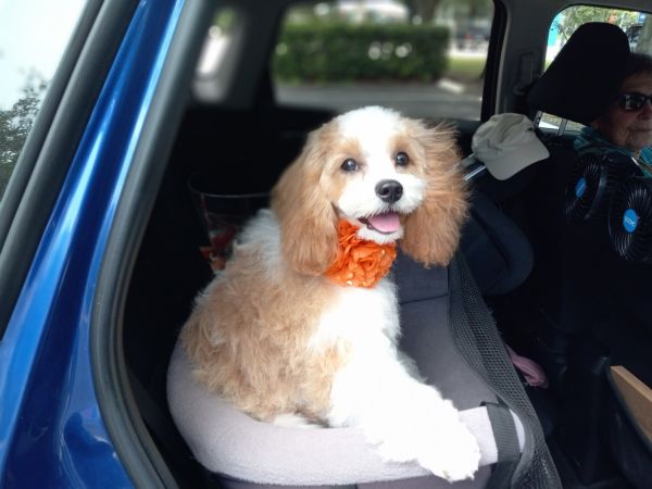 9 month old Cavapoo for sale